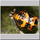Marienkaeferpuppe - Harmonia axyridis 5.jpg